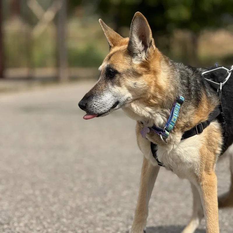 A senior medium-sized female Brown / Chocolate German Shepherd Dog dog named Roxie for adoption in Glenwood Springs, CO
