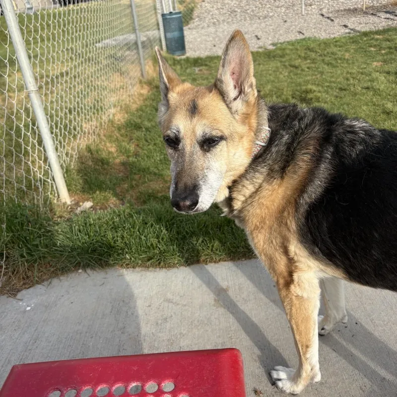 Roxie thumbnail 2