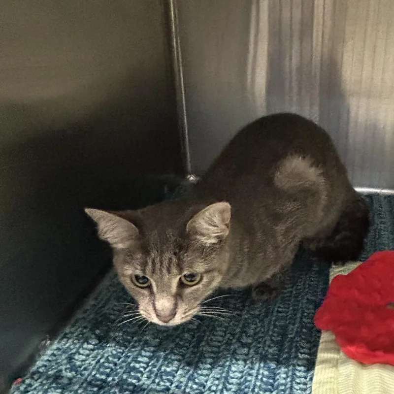 A young medium-sized female Gray / Blue / Silver Domestic Short Hair cat named Jamba Juice for adoption in Dearborn, MI