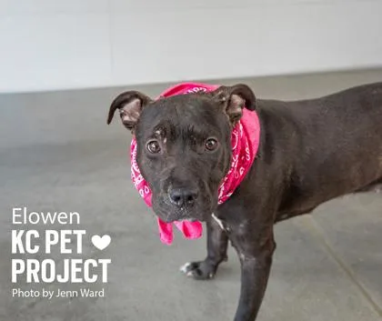 An adult large-sized female Black Pit Bull Terrier dog named Elowen for adoption in Kansas City, MO