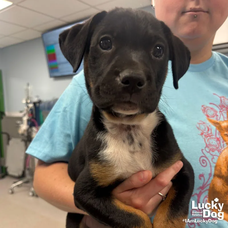 A baby large-sized male Labrador Retriever dog named Percy for adoption in Washington, DC