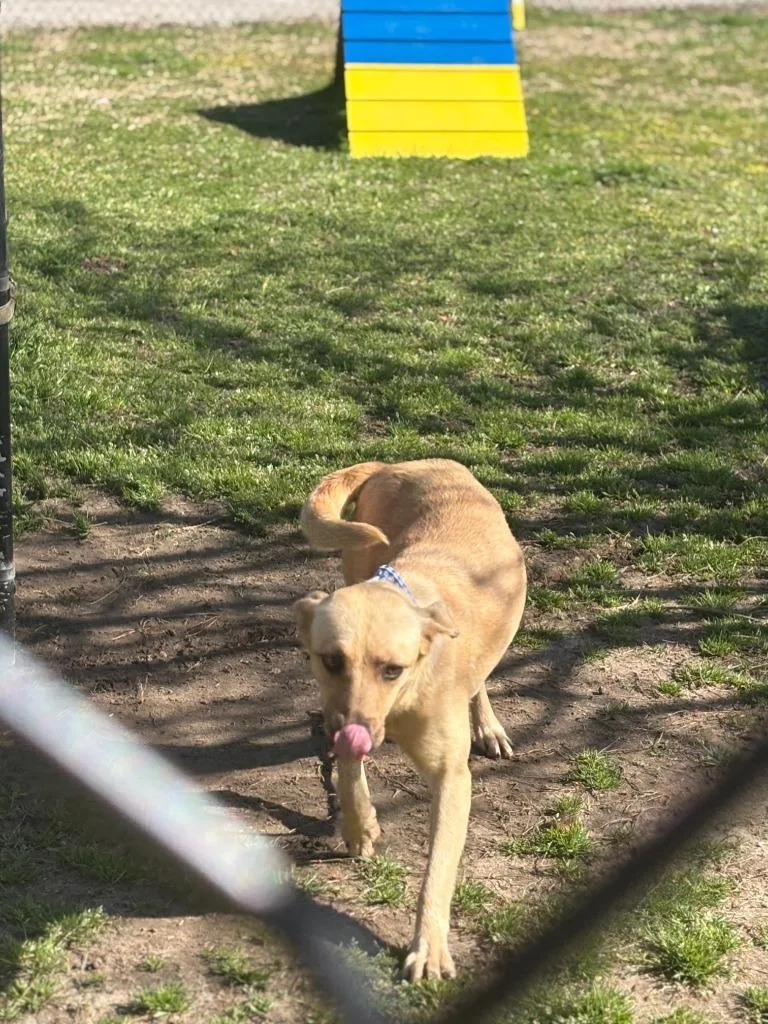 A young medium-sized female Mixed Breed dog named Zion for adoption in Effingham, SC