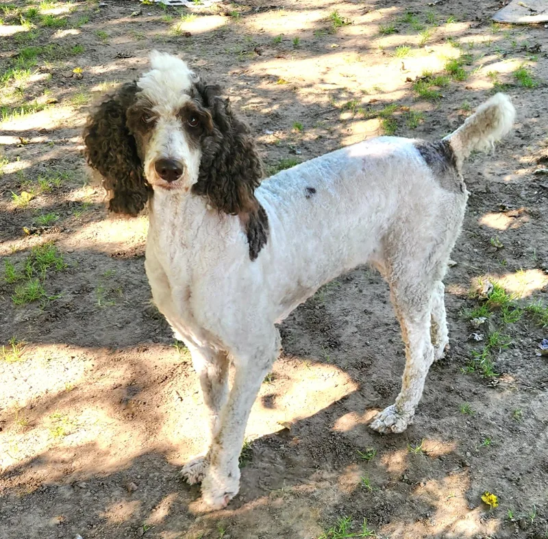 A young medium-sized female White / Cream Standard Poodle dog named Armani for adoption in Liberty Center, OH