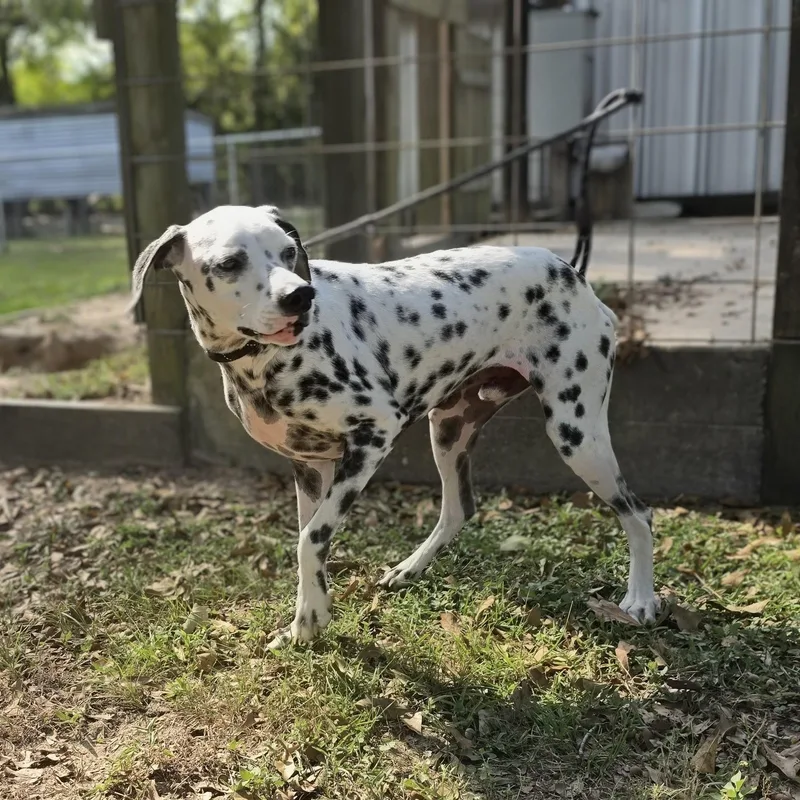An adult medium-sized male Dalmatian dog named Blaze for adoption in Cleveland, TX