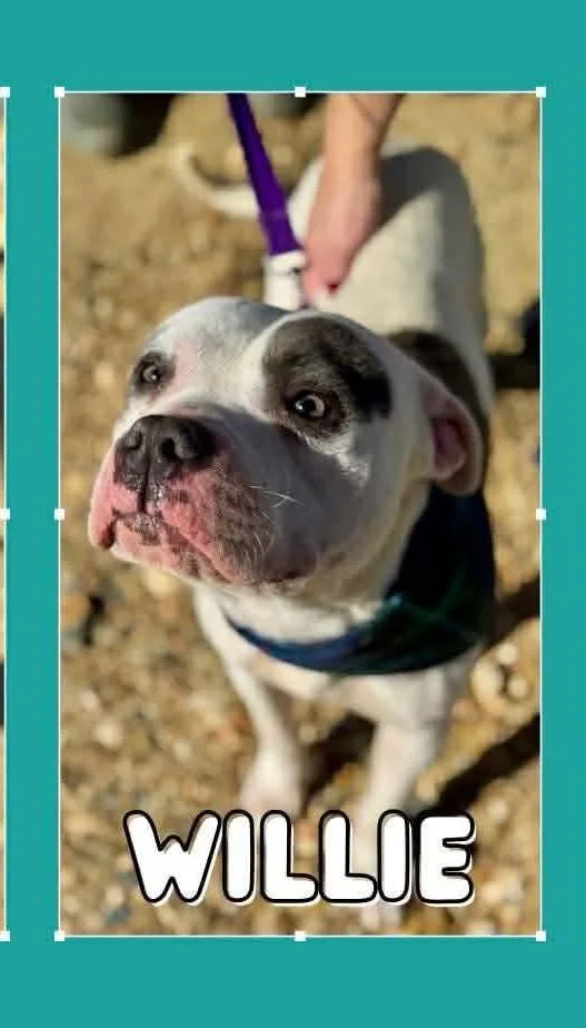 Willie