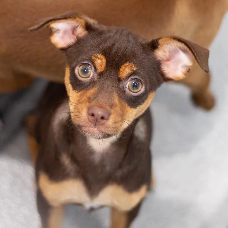 A baby small-sized female Miniature Pinscher dog named Emmeline for adoption in Cumming, GA