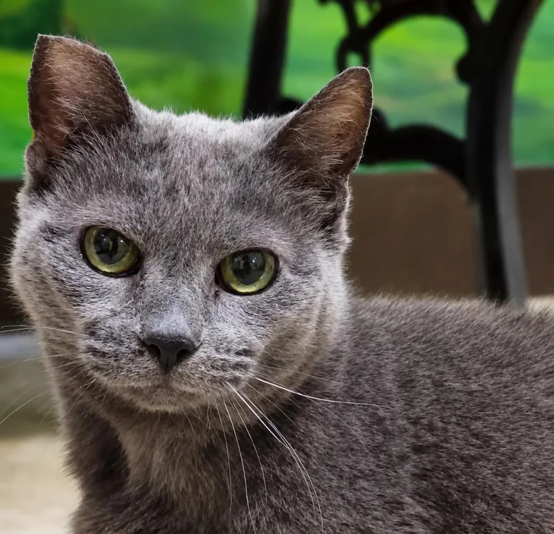 A senior medium-sized female Domestic Short Hair cat named Gracie Gray for adoption in Cambria, CA
