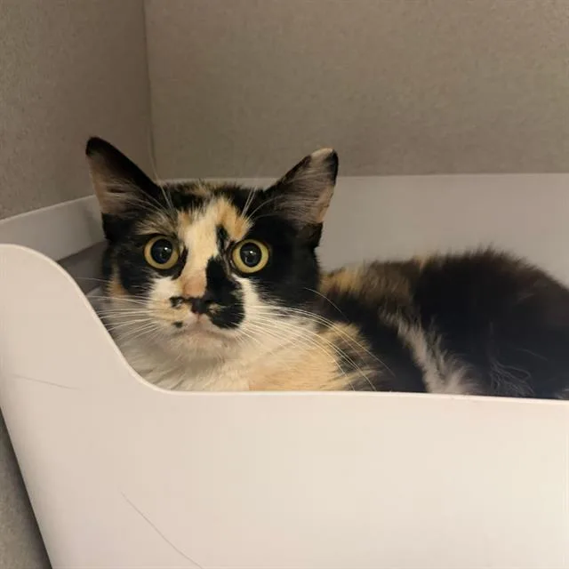 A young small-sized female Domestic Short Hair cat named Zara for adoption in Aurora, CO