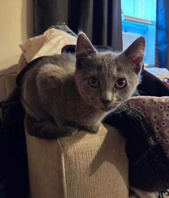 A young medium-sized female Gray / Blue / Silver Domestic Short Hair cat named Mimi for adoption in North Babylon, NY
