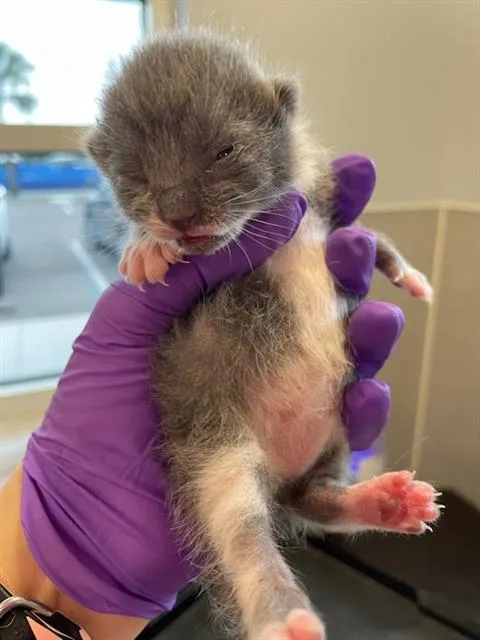 A baby small-sized female Domestic Short Hair cat named Minky for adoption in Palmetto, FL
