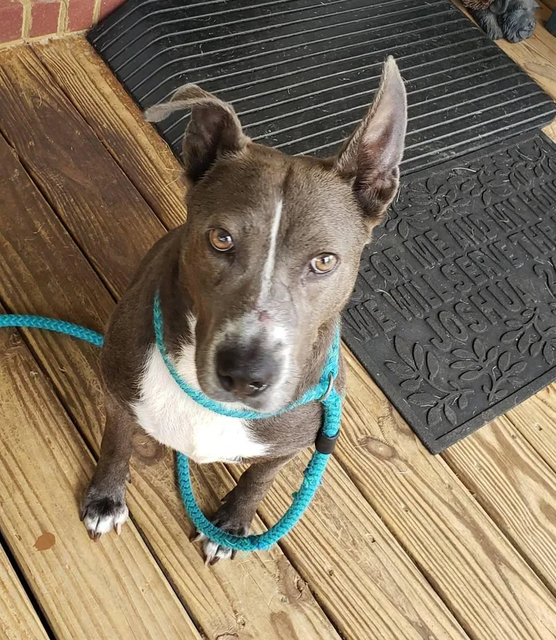 Nova