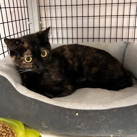 A young medium-sized female Torbie Domestic Short Hair cat named Roxy for adoption in Bartlett, TN