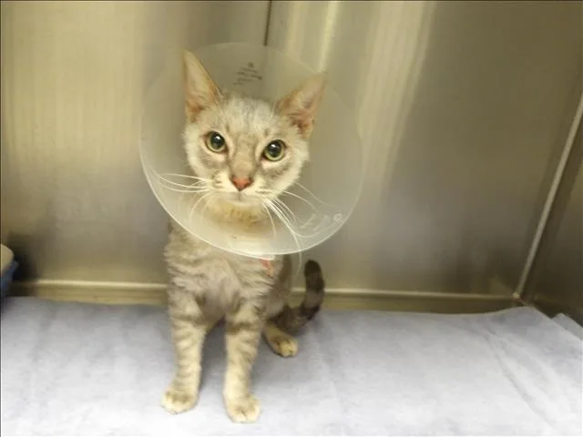 A young medium-sized male Domestic Short Hair cat named Watson for adoption in Los Angeles, CA