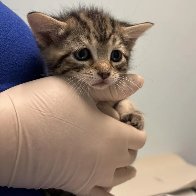 Freya the Purrveyor of