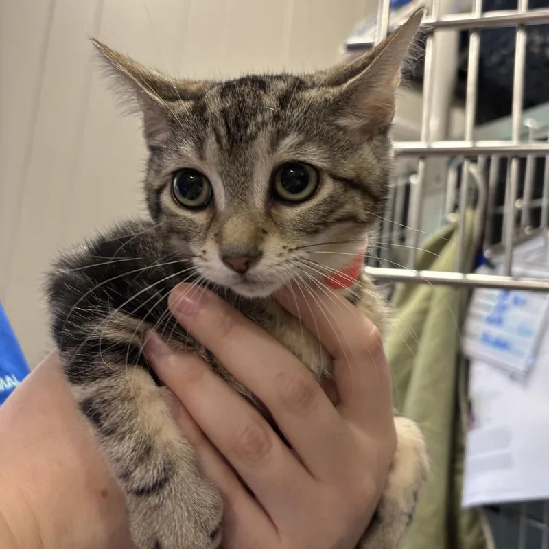 Freya the Purrveyor of thumbnail 2