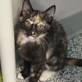A baby small-sized female Calico Domestic Short Hair cat named Coral for adoption in Middlebury, VT
