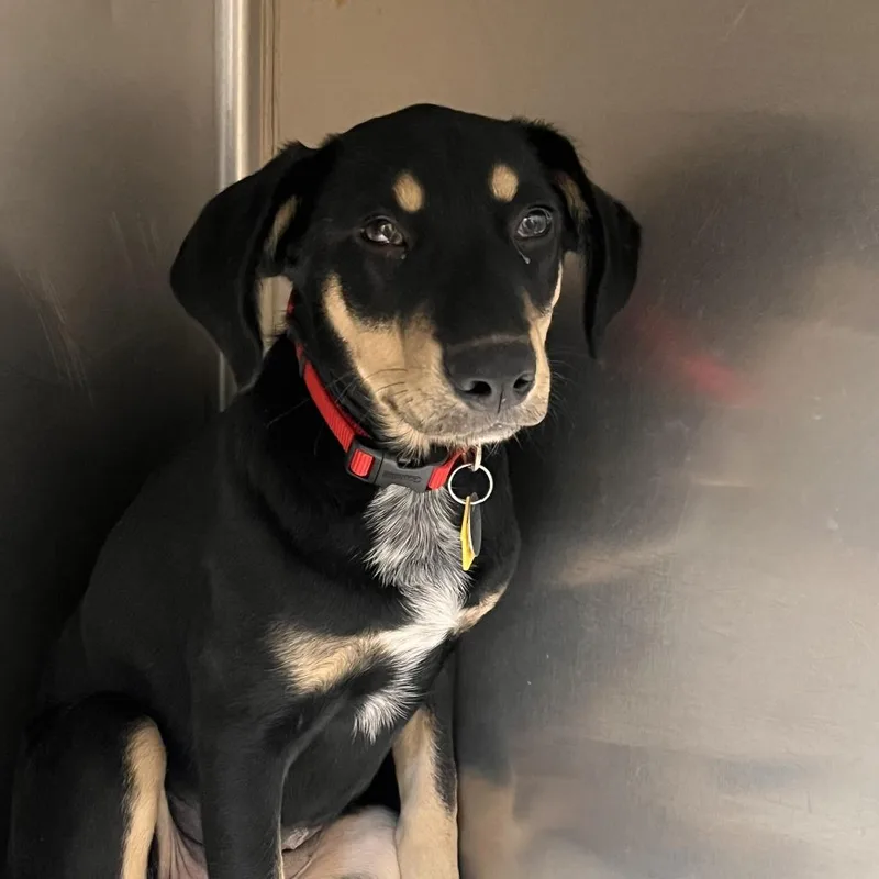 A baby small-sized female Mixed Breed dog named AK Sable for adoption in Port Washington, NY