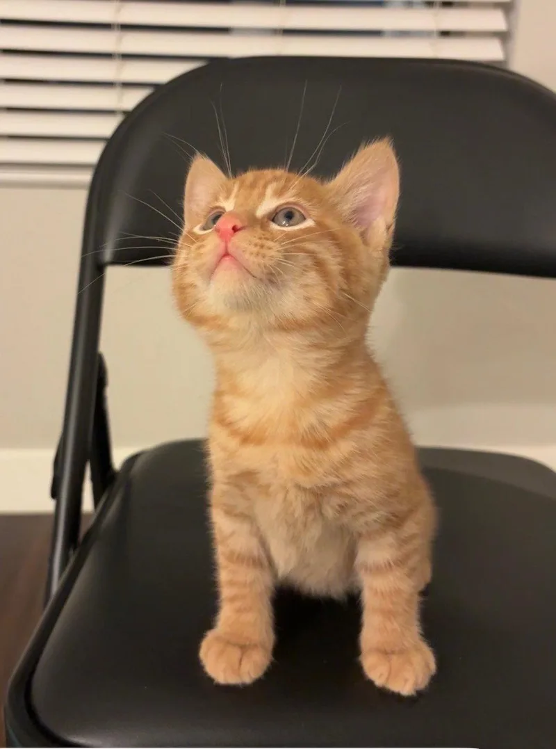 Prince Cheeto Bonded W