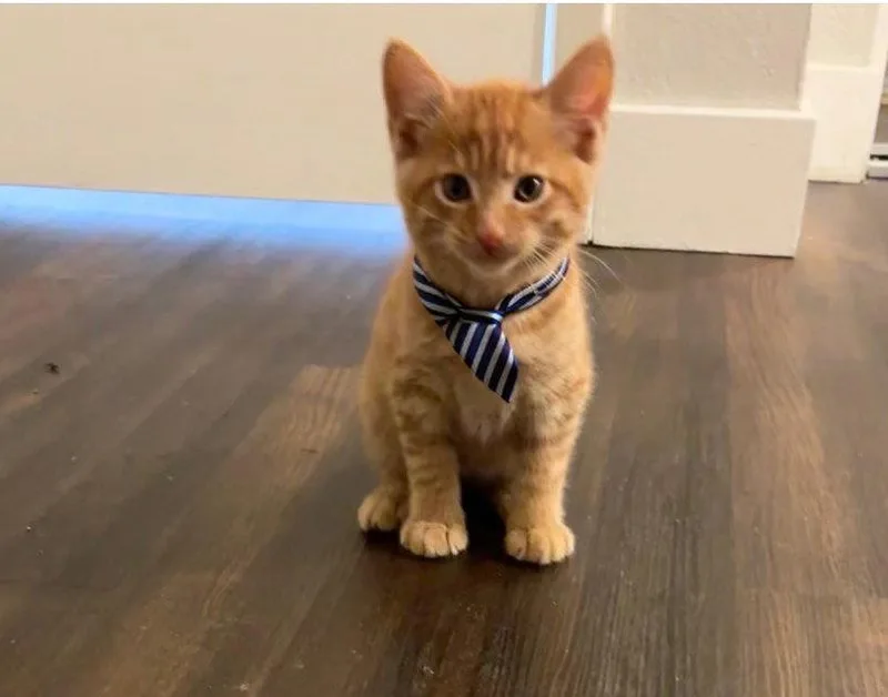 Prince Cheeto Bonded W thumbnail 2