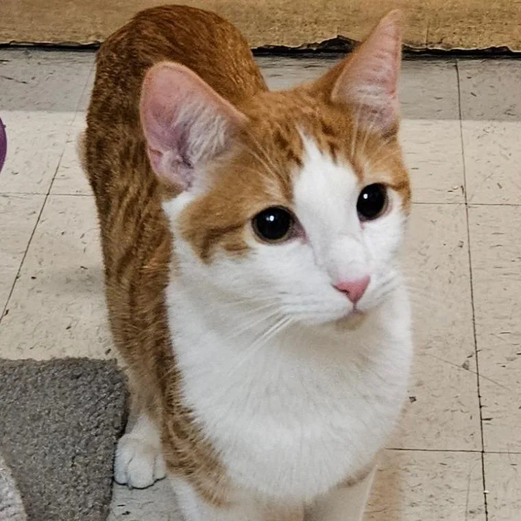 A young small-sized male Orange / Red Domestic Short Hair cat named Corinthian for adoption in Las Vegas, NV