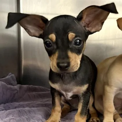 A baby small-sized male Chihuahua dog named Whiskey River BBQ for adoption in Sacramento, CA