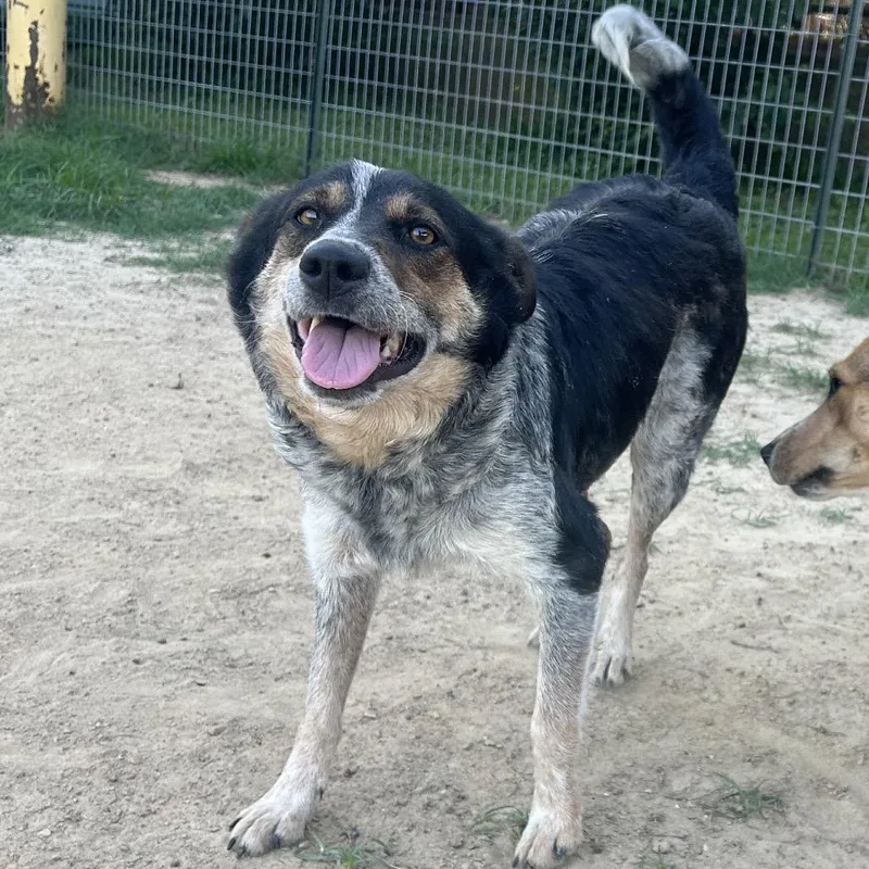 An adult medium-sized female Black Australian Cattle Dog / Blue Heeler dog named Gigi for adoption in West Point, MS