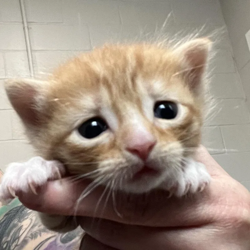 A baby small-sized male Flame Point Domestic Short Hair cat named Luke for adoption in Hinesville, GA