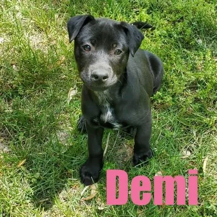 Demi
