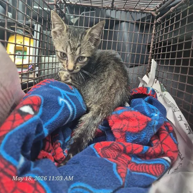 A baby small-sized male Domestic Short Hair cat named Tommy for adoption in San Antonio, TX