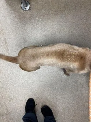 A young medium-sized male Mixed Breed dog named Urkle for adoption in Chamblee, GA