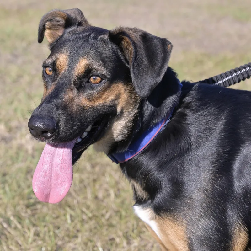 A young large-sized female Black Catahoula Leopard Dog named Ladybug for adoption in Liverpool, TX