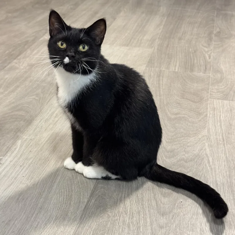 An adult small-sized female Black Domestic Short Hair cat named Susie Q for adoption in Goshen, IN