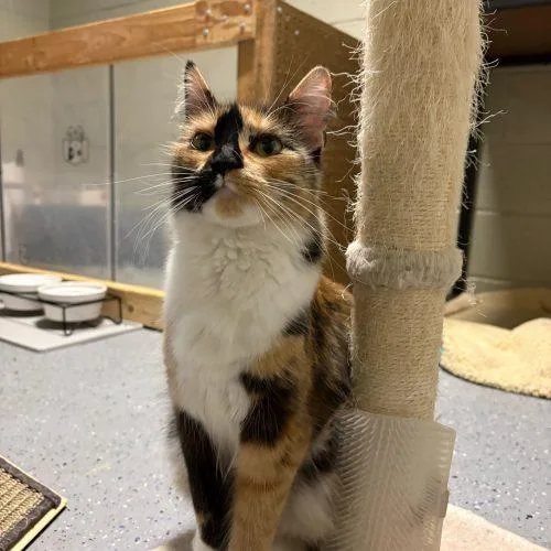 Jean Nate thumbnail 2