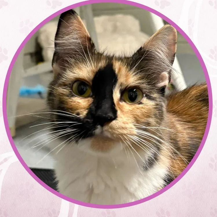 Jean Nate thumbnail 3