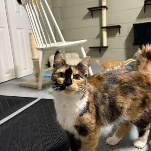 Jean Nate thumbnail 4