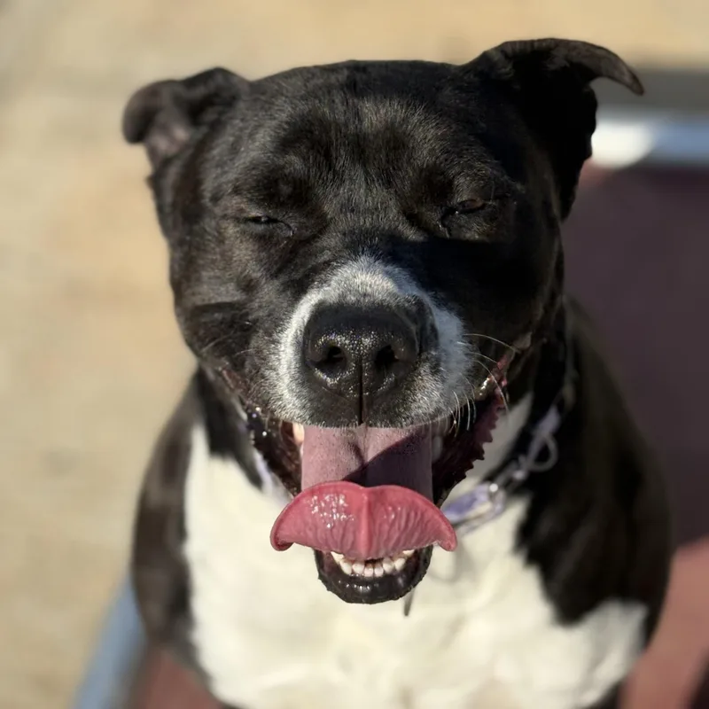 An adult medium-sized female Black Mixed Breed dog named Gertie Giggles for adoption in Atchison, KS