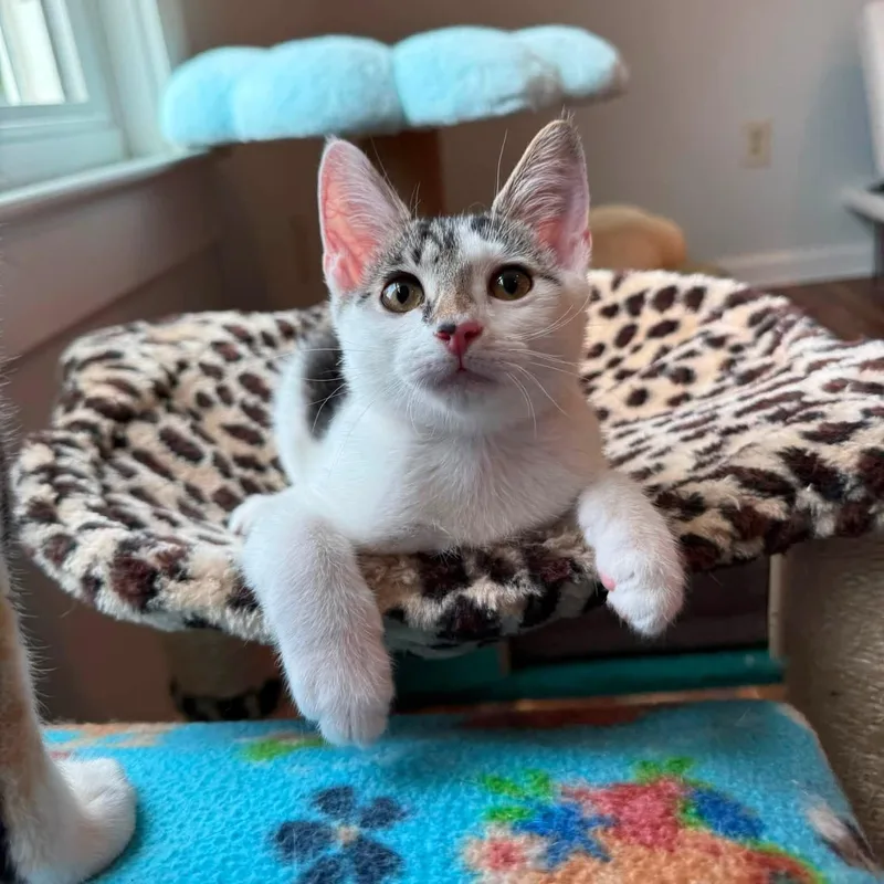 A baby medium-sized female White Domestic Short Hair cat named Popper for adoption in Blanch, NC