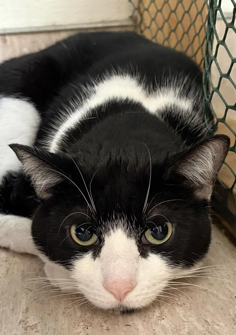 An adult medium-sized female Domestic Short Hair cat named Pitu for adoption in Beacon, NY