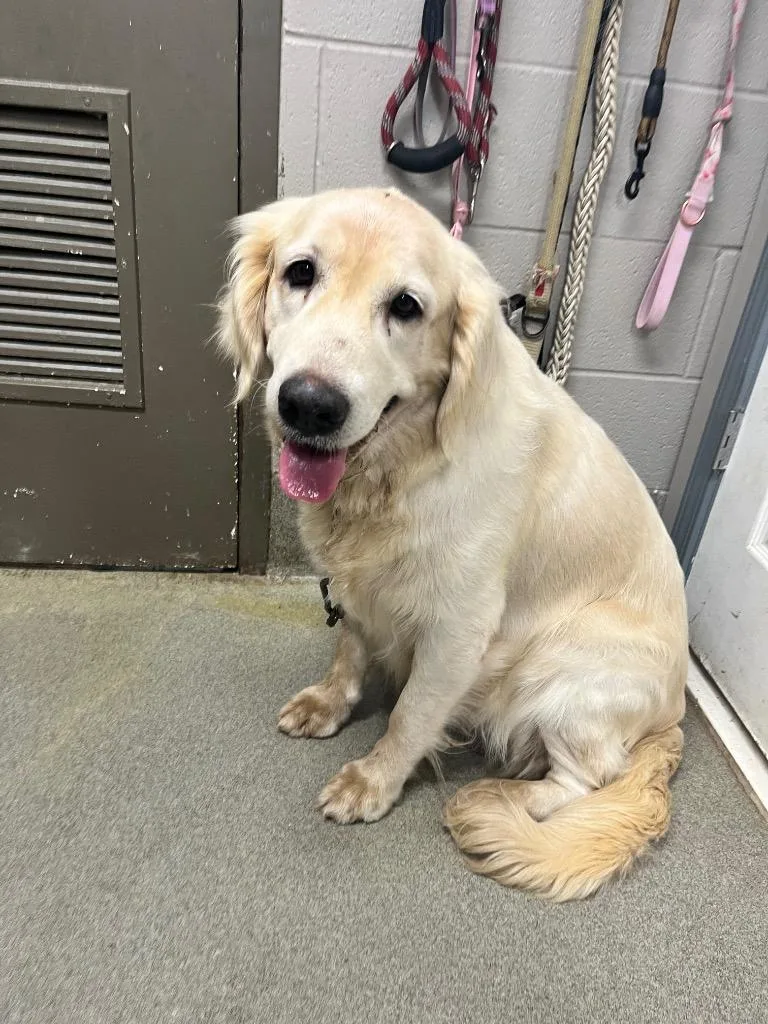 An adult large-sized female Golden Retriever dog named Goldie for adoption in Hopkinsville, KY