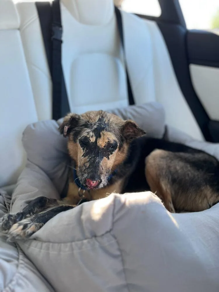 An adult small-sized male Mixed Breed dog named Artemis for adoption in San Diego, CA