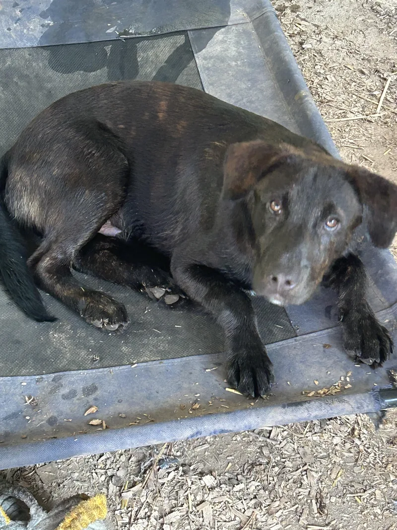 A baby medium-sized male Brindle Plott Hound dog named Rolo for adoption in Texarkana, TX