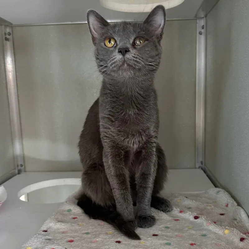 An adult large-sized female Gray / Blue / Silver Domestic Short Hair cat named Momma AKA Jaig Eyes for adoption in Chesapeake, VA