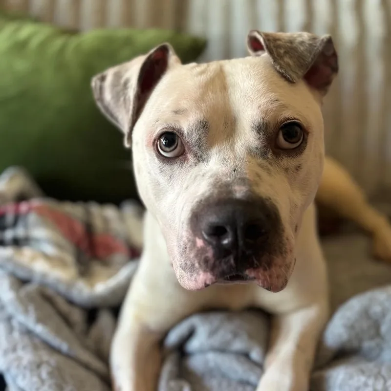 An adult medium-sized male White / Cream Mixed Breed dog named Sachi for adoption in Chicago, IL