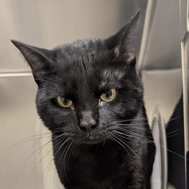 A young small-sized male Domestic Short Hair cat named Arlo for adoption in Olivette, MO