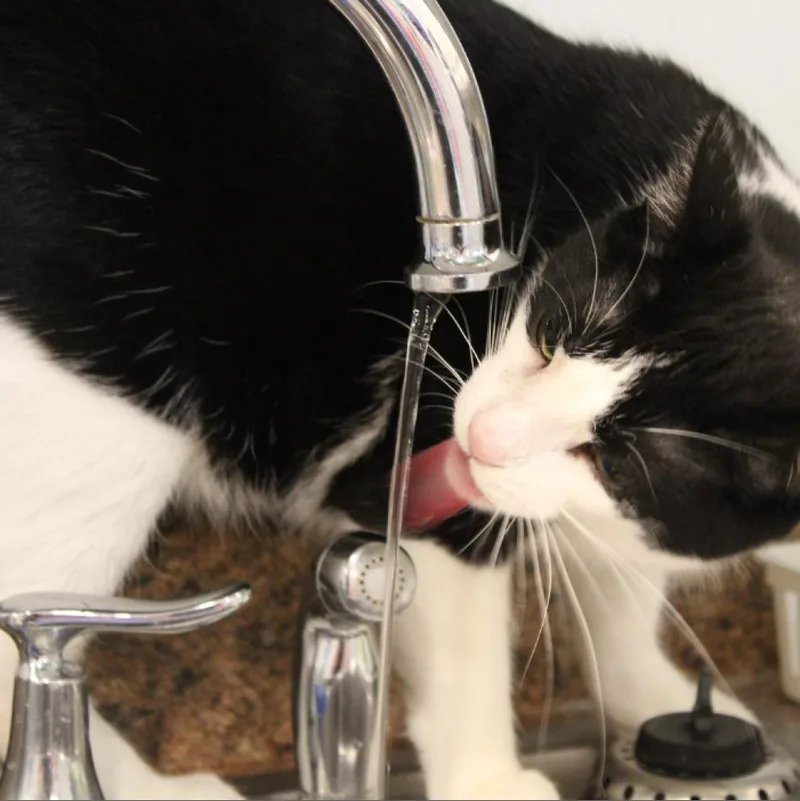 Rumpelstiltskin thumbnail 2