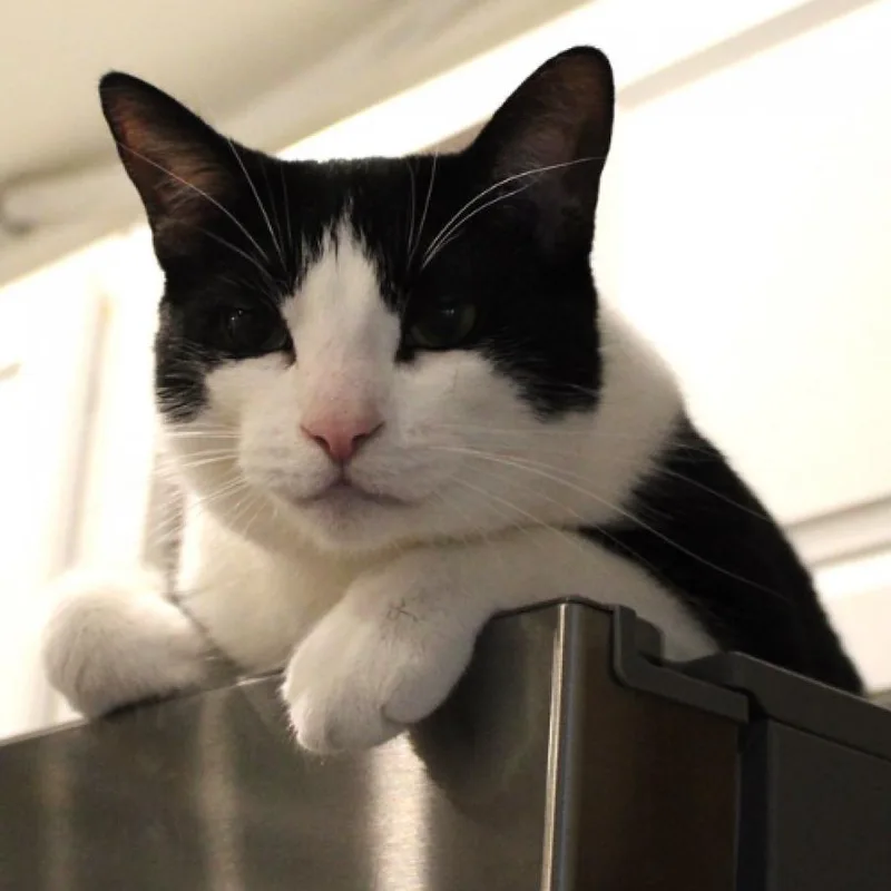 Rumpelstiltskin thumbnail 3