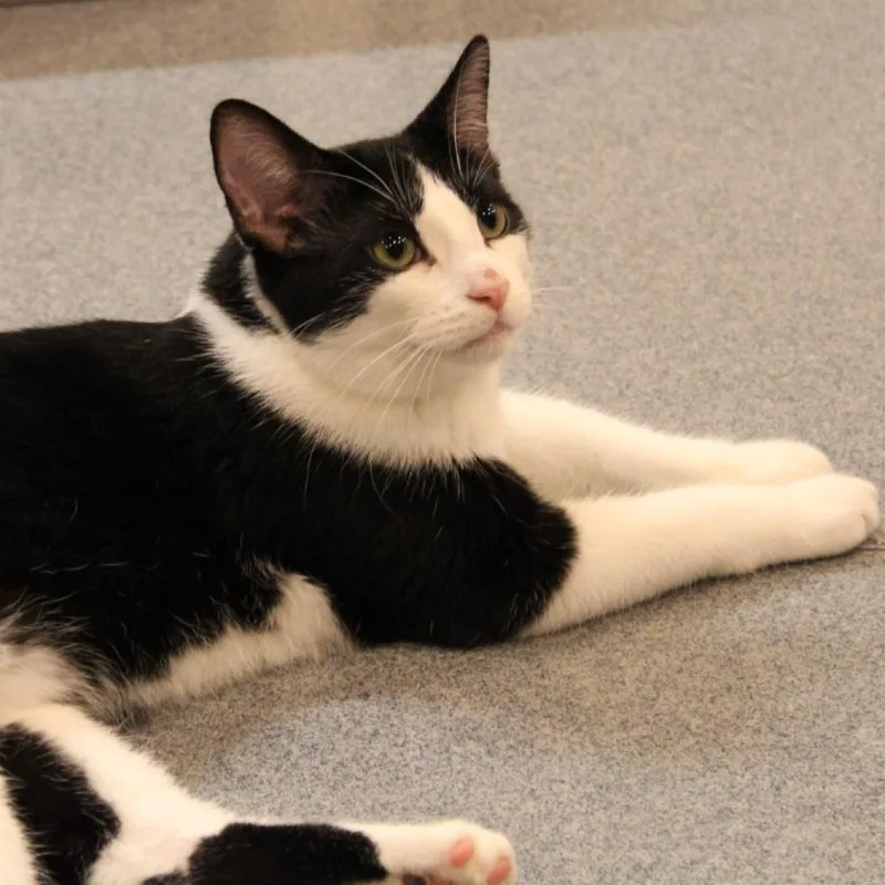 Rumpelstiltskin thumbnail 4