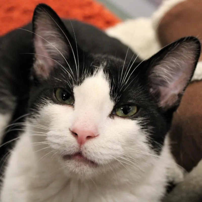 Rumpelstiltskin thumbnail 5