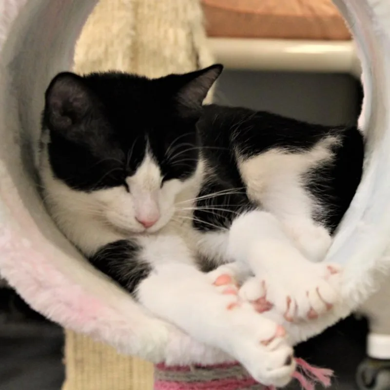 Rumpelstiltskin thumbnail 6