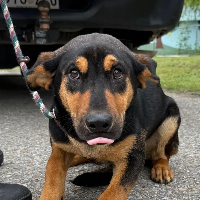 A young medium-sized female Black Hound dog named Rey for adoption in Jacksonville, AR